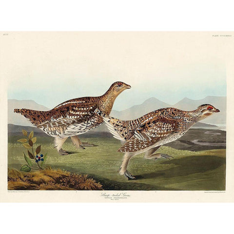 Sharp-tailed Grouse White Modern Wood Framed Art Print by Audubon, John James