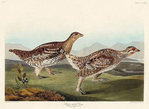 Sharp-tailed Grouse White Modern Wood Framed Art Print with Double Matting by Audubon, John James