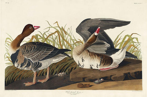 White-fronted Goose Black Ornate Wood Framed Art Print with Double Matting by Audubon, John James