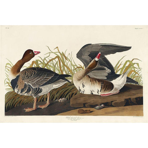 White-fronted Goose Black Modern Wood Framed Art Print with Double Matting by Audubon, John James