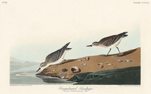 Semipalmated Sandpiper Black Ornate Wood Framed Art Print with Double Matting by Audubon, John James