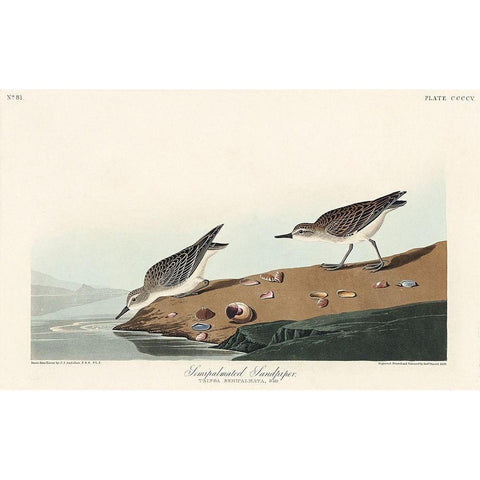 Semipalmated Sandpiper Black Modern Wood Framed Art Print with Double Matting by Audubon, John James