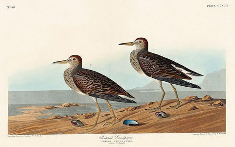 Pectoral Sandpiper White Modern Wood Framed Art Print with Double Matting by Audubon, John James