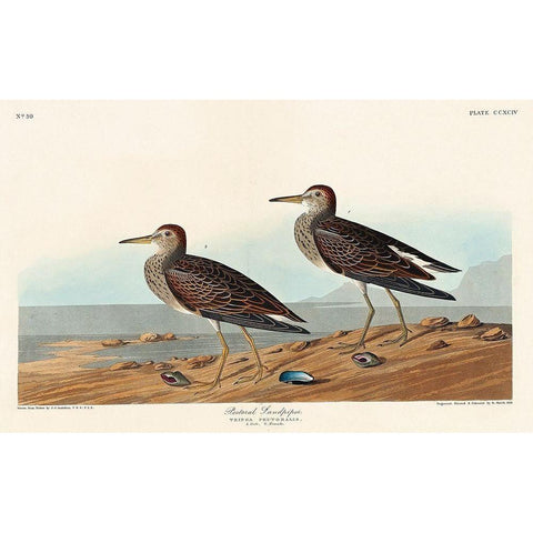 Pectoral Sandpiper White Modern Wood Framed Art Print by Audubon, John James