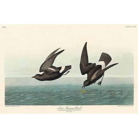 Least Stormy-Petrel Gold Ornate Wood Framed Art Print with Double Matting by Audubon, John James