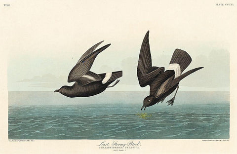 Least Stormy-Petrel Black Ornate Wood Framed Art Print with Double Matting by Audubon, John James