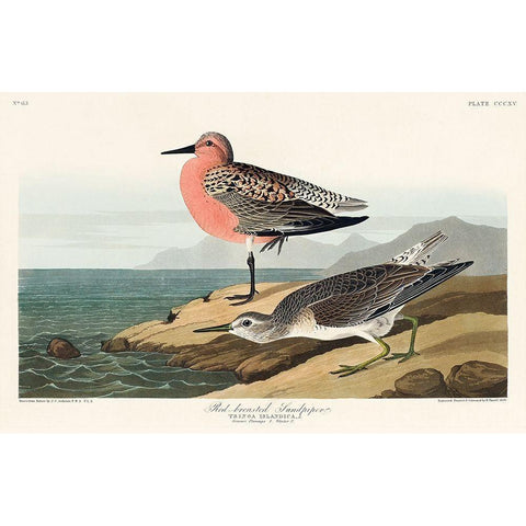 Red-breasted Sandpiper Gold Ornate Wood Framed Art Print with Double Matting by Audubon, John James