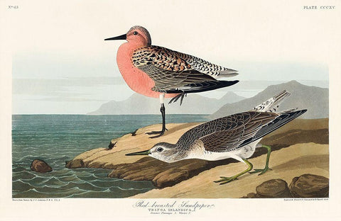 Red-breasted Sandpiper Black Ornate Wood Framed Art Print with Double Matting by Audubon, John James