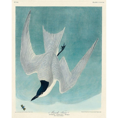 Marsh Tern Gold Ornate Wood Framed Art Print with Double Matting by Audubon, John James