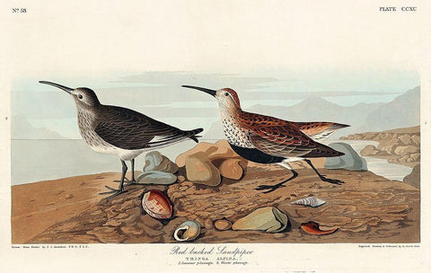 Red backed Sandpiper White Modern Wood Framed Art Print with Double Matting by Audubon, John James