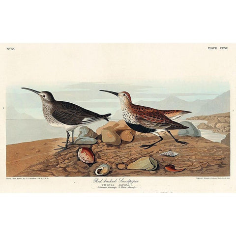 Red backed Sandpiper Gold Ornate Wood Framed Art Print with Double Matting by Audubon, John James