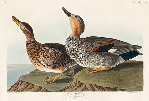 Gadwall Duck White Modern Wood Framed Art Print with Double Matting by Audubon, John James