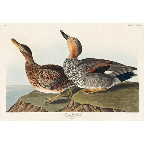 Gadwall Duck Gold Ornate Wood Framed Art Print with Double Matting by Audubon, John James