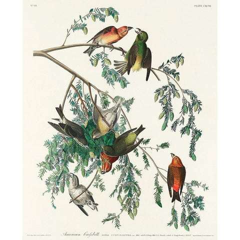 American Crossbill Gold Ornate Wood Framed Art Print with Double Matting by Audubon, John James