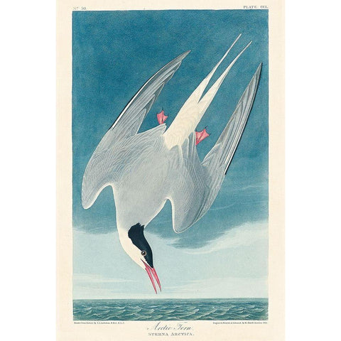 Arctic TernÂ  White Modern Wood Framed Art Print by Audubon, John James