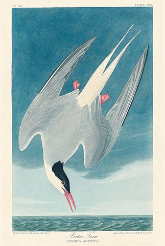 Arctic TernÂ  White Modern Wood Framed Art Print with Double Matting by Audubon, John James