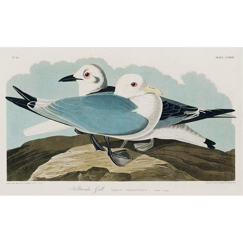 Kittiwake Gull Black Modern Wood Framed Art Print with Double Matting by Audubon, John James