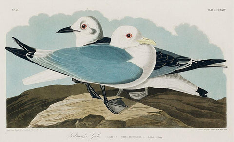 Kittiwake Gull White Modern Wood Framed Art Print with Double Matting by Audubon, John James