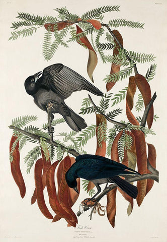 Fish Crow White Modern Wood Framed Art Print with Double Matting by Audubon, John James