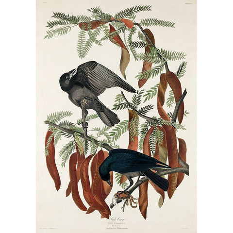 Fish Crow White Modern Wood Framed Art Print by Audubon, John James