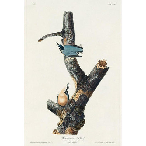 Red-breasted Nuthatch Black Modern Wood Framed Art Print with Double Matting by Audubon, John James