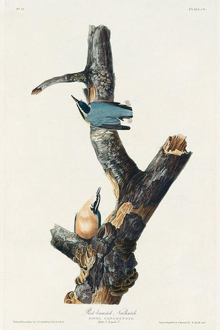 Red-breasted Nuthatch White Modern Wood Framed Art Print with Double Matting by Audubon, John James