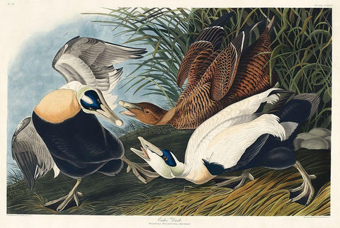 Eider Duck White Modern Wood Framed Art Print with Double Matting by Audubon, John James