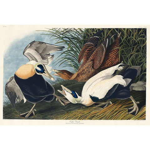 Eider Duck Black Modern Wood Framed Art Print with Double Matting by Audubon, John James