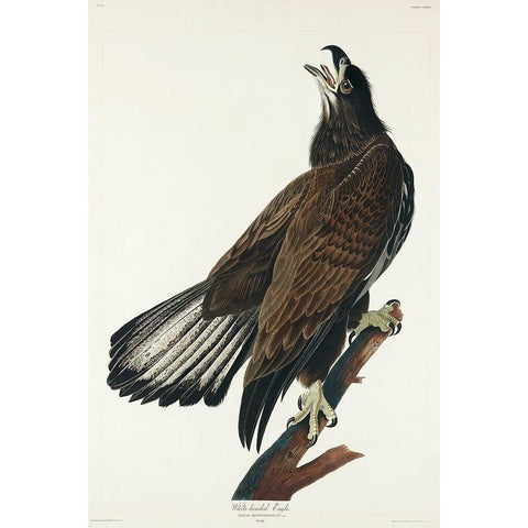 White-headed Eagle Gold Ornate Wood Framed Art Print with Double Matting by Audubon, John James