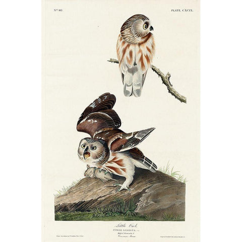 Little Owl Black Modern Wood Framed Art Print with Double Matting by Audubon, John James