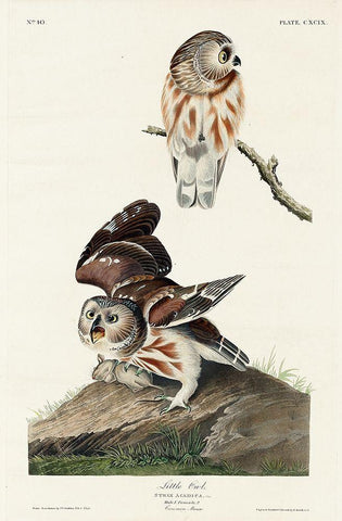 Little Owl White Modern Wood Framed Art Print with Double Matting by Audubon, John James