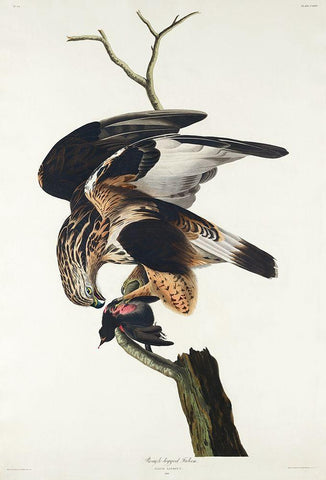 Rough-legged Falcon White Modern Wood Framed Art Print with Double Matting by Audubon, John James