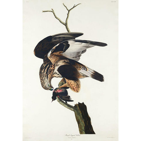 Rough-legged Falcon Black Modern Wood Framed Art Print with Double Matting by Audubon, John James