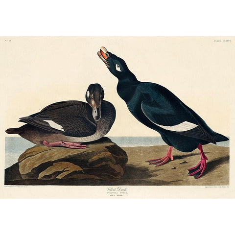 Velvet Duck Black Modern Wood Framed Art Print with Double Matting by Audubon, John James