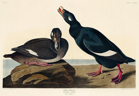 Velvet Duck Black Ornate Wood Framed Art Print with Double Matting by Audubon, John James