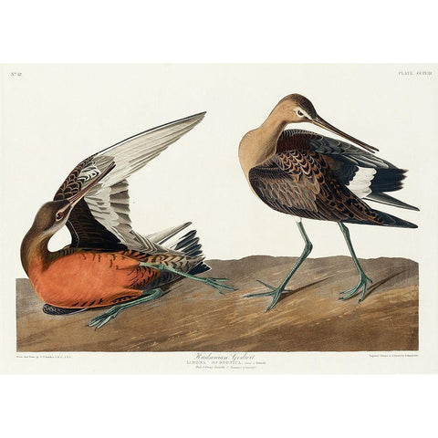 Hudsonian Godwit White Modern Wood Framed Art Print by Audubon, John James