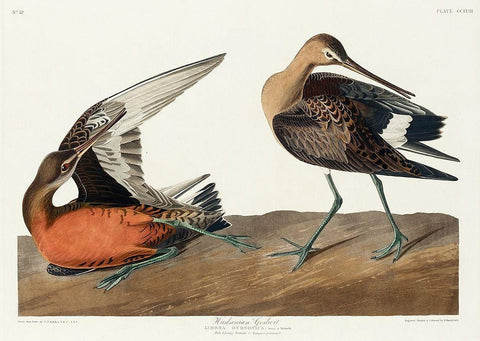 Hudsonian Godwit White Modern Wood Framed Art Print with Double Matting by Audubon, John James