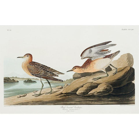 Buff breasted Sandpiper White Modern Wood Framed Art Print by Audubon, John James