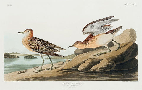 Buff breasted Sandpiper White Modern Wood Framed Art Print with Double Matting by Audubon, John James