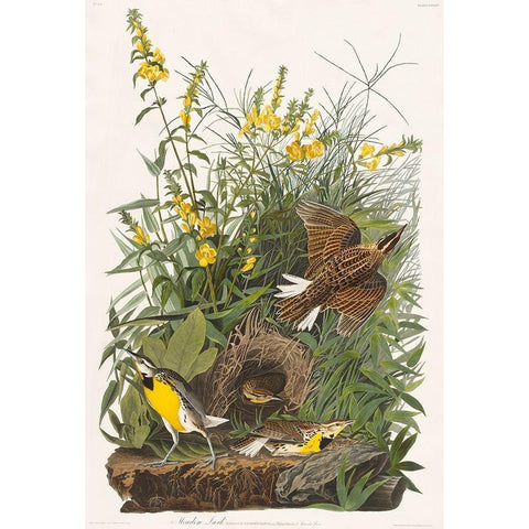 Meadow Lark Black Modern Wood Framed Art Print with Double Matting by Audubon, John James