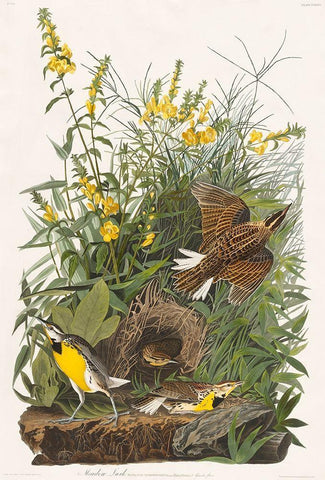 Meadow Lark Black Ornate Wood Framed Art Print with Double Matting by Audubon, John James