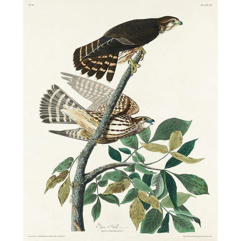 Pigeon Hawk Black Modern Wood Framed Art Print with Double Matting by Audubon, John James