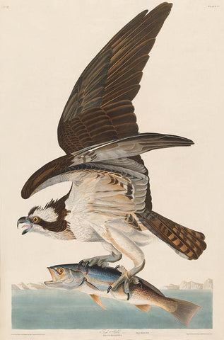 Fish Hawk, or Osprey Black Ornate Wood Framed Art Print with Double Matting by Audubon, John James