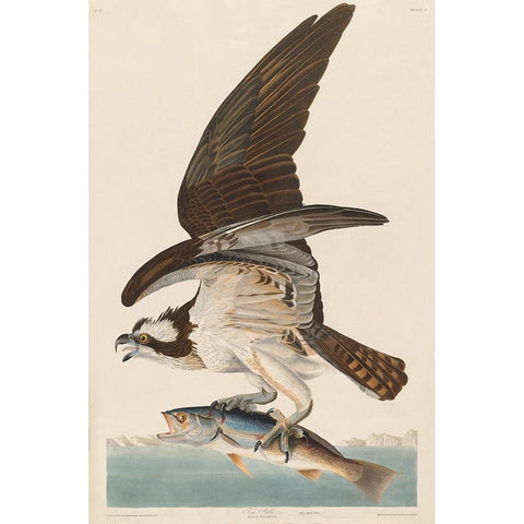 Fish Hawk, or Osprey Gold Ornate Wood Framed Art Print with Double Matting by Audubon, John James