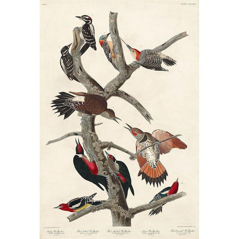 Hairy Woodpecker, Red-bellied Woodpecker, Red-shafted Woodpecker, Lewis Woodpecker and Red-breasted  Gold Ornate Wood Framed Art Print with Double Matting by Audubon, John James