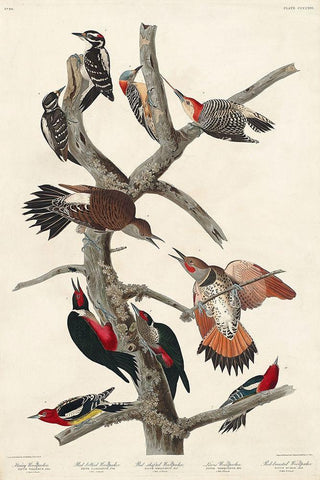 Hairy Woodpecker, Red-bellied Woodpecker, Red-shafted Woodpecker, Lewis Woodpecker and Red-breasted  Black Ornate Wood Framed Art Print with Double Matting by Audubon, John James