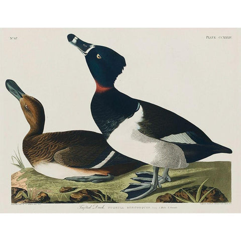 Ring-necked Duck Black Modern Wood Framed Art Print with Double Matting by Audubon, John James