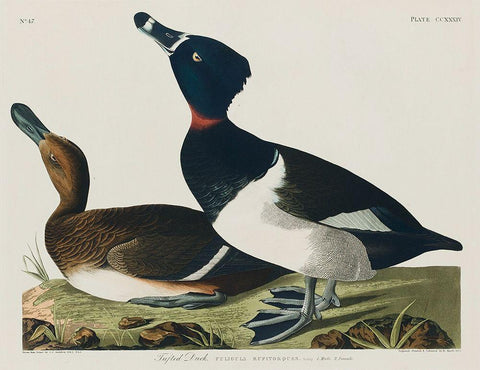 Ring-necked Duck White Modern Wood Framed Art Print with Double Matting by Audubon, John James