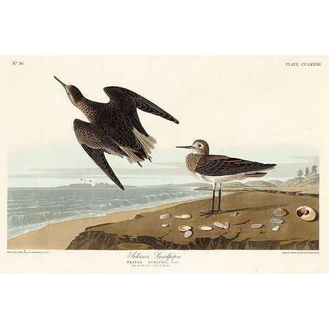 Schinzs Sandpiper White Modern Wood Framed Art Print by Audubon, John James