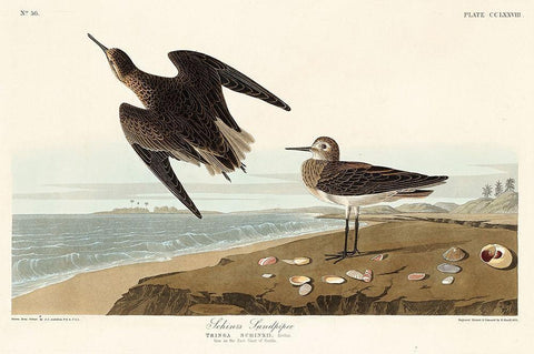 Schinzs Sandpiper Black Ornate Wood Framed Art Print with Double Matting by Audubon, John James